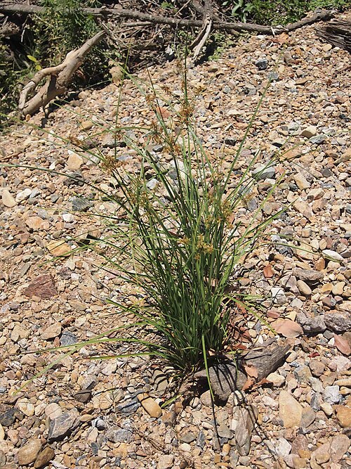 Nutgrass: Cyperus bifax