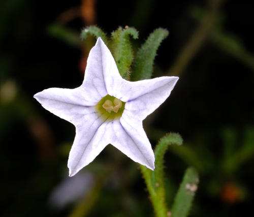 Cyphanthera myosotidea (Cyphanthera myosotidea)
