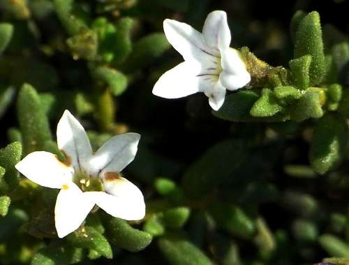 Cyphanthera myosotidea (Cyphanthera myosotidea)