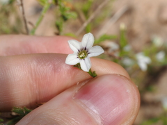 Cyphanthera myosotidea (Cyphanthera myosotidea)
