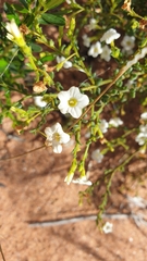 Cyphanthera myosotidea (Cyphanthera myosotidea)
