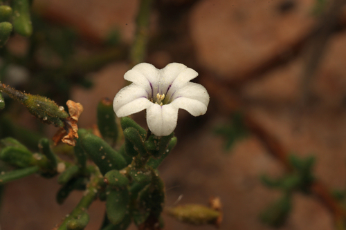 Cyphanthera myosotidea (Cyphanthera myosotidea)