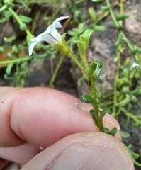 Cyphanthera myosotidea (Cyphanthera myosotidea)