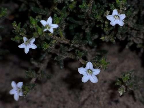 Cyphanthera myosotidea (Cyphanthera myosotidea)