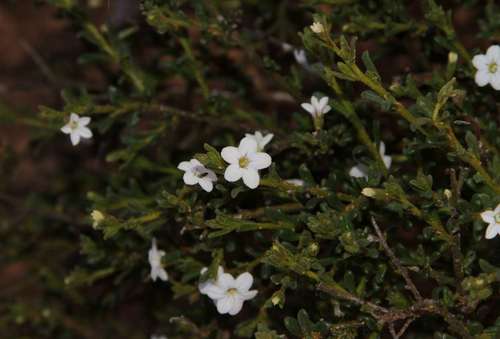 Cyphanthera myosotidea (Cyphanthera myosotidea)