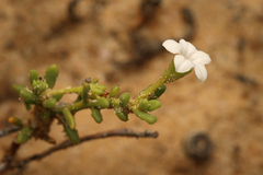 Cyphanthera myosotidea (Cyphanthera myosotidea)