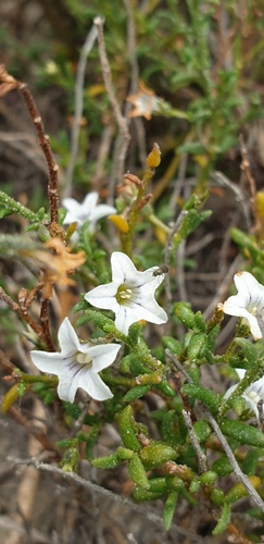 Cyphanthera myosotidea (Cyphanthera myosotidea)