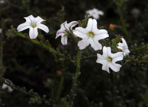 Cyphanthera myosotidea (Cyphanthera myosotidea)