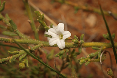 Cyphanthera myosotidea (Cyphanthera myosotidea)