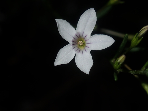 Cyphanthera racemosa (Cyphanthera racemosa)