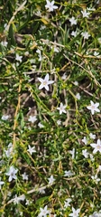 Cyphanthera racemosa (Cyphanthera racemosa)