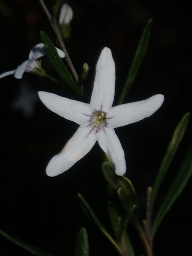 Cyphanthera racemosa (Cyphanthera racemosa)