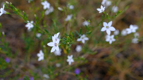 Cyphanthera racemosa (Cyphanthera racemosa)