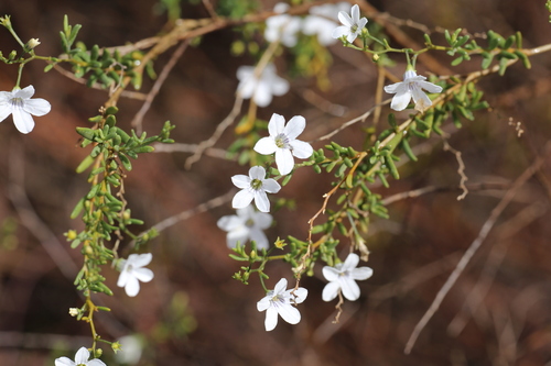 Cyphanthera racemosa (Cyphanthera racemosa)
