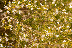 Cyphanthera racemosa (Cyphanthera racemosa)
