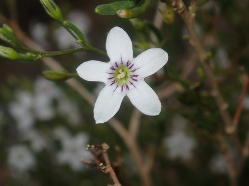 Cyphanthera racemosa (Cyphanthera racemosa)