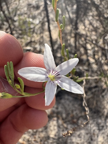 Cyphanthera racemosa (Cyphanthera racemosa)