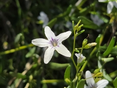 Cyphanthera racemosa (Cyphanthera racemosa)