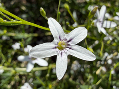 Cyphanthera racemosa (Cyphanthera racemosa)