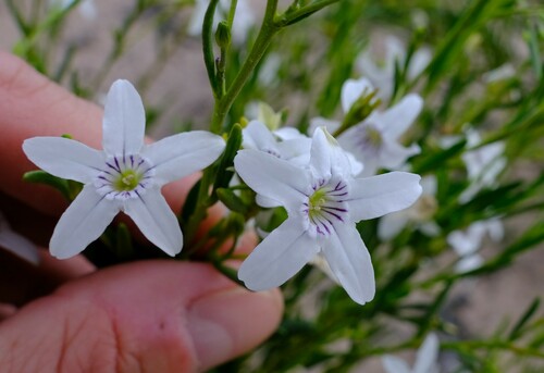 Cyphanthera racemosa (Cyphanthera racemosa)