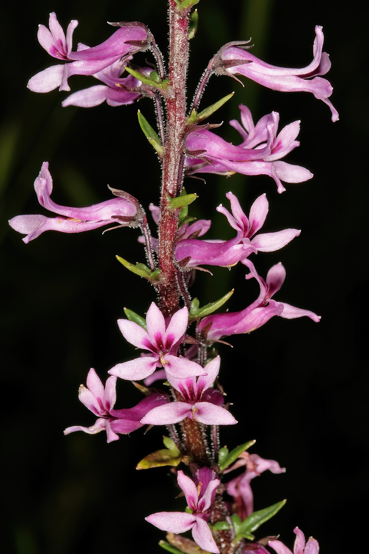 Cyphia bulbosa: Cyphia bulbosa , flowers; Tinie Versfeld Wild Flower Reserve, Darling, Western Cape, South Africa