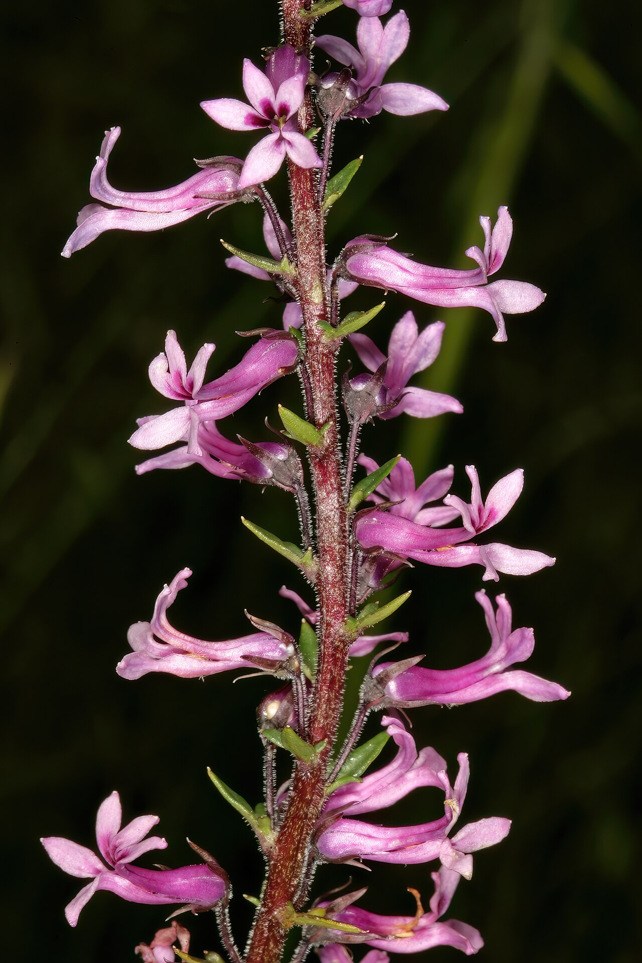 Cyphia bulbosa: Cyphia bulbosa , flowers; Tinie Versfeld Wild Flower Reserve, Darling, Western Cape, South Africa