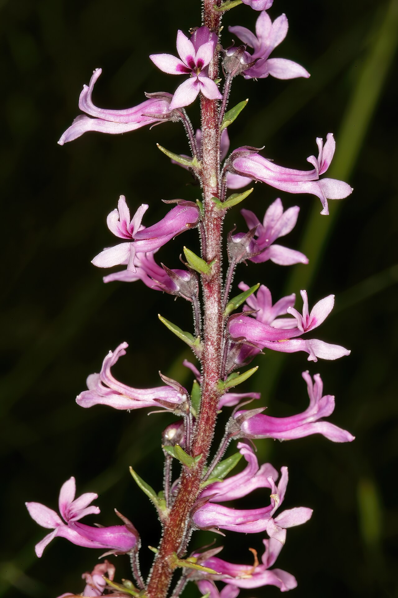 Cyphia bulbosa: Cyphia bulbosa , flowers; Tinie Versfeld Wild Flower Reserve, Darling, Western Cape, South Africa