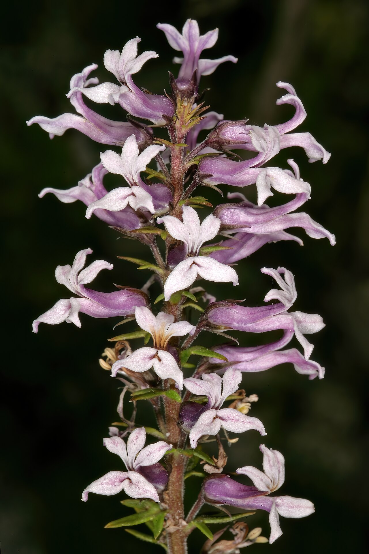 Cyphia bulbosa: Cyphia bulbosa , flowers, in fynbos, Slangkop Nature Reserve, Kommetjie, Western Cape South Africa