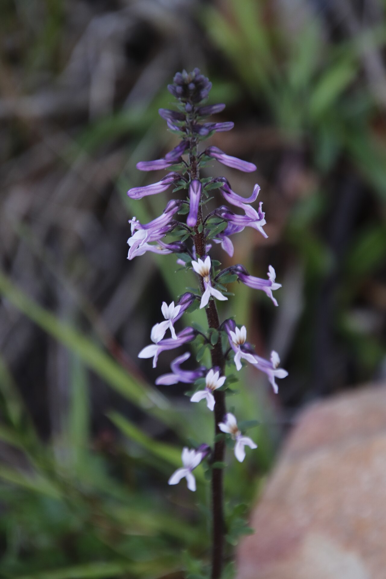 Cyphia bulbosa: Bulb Baroe