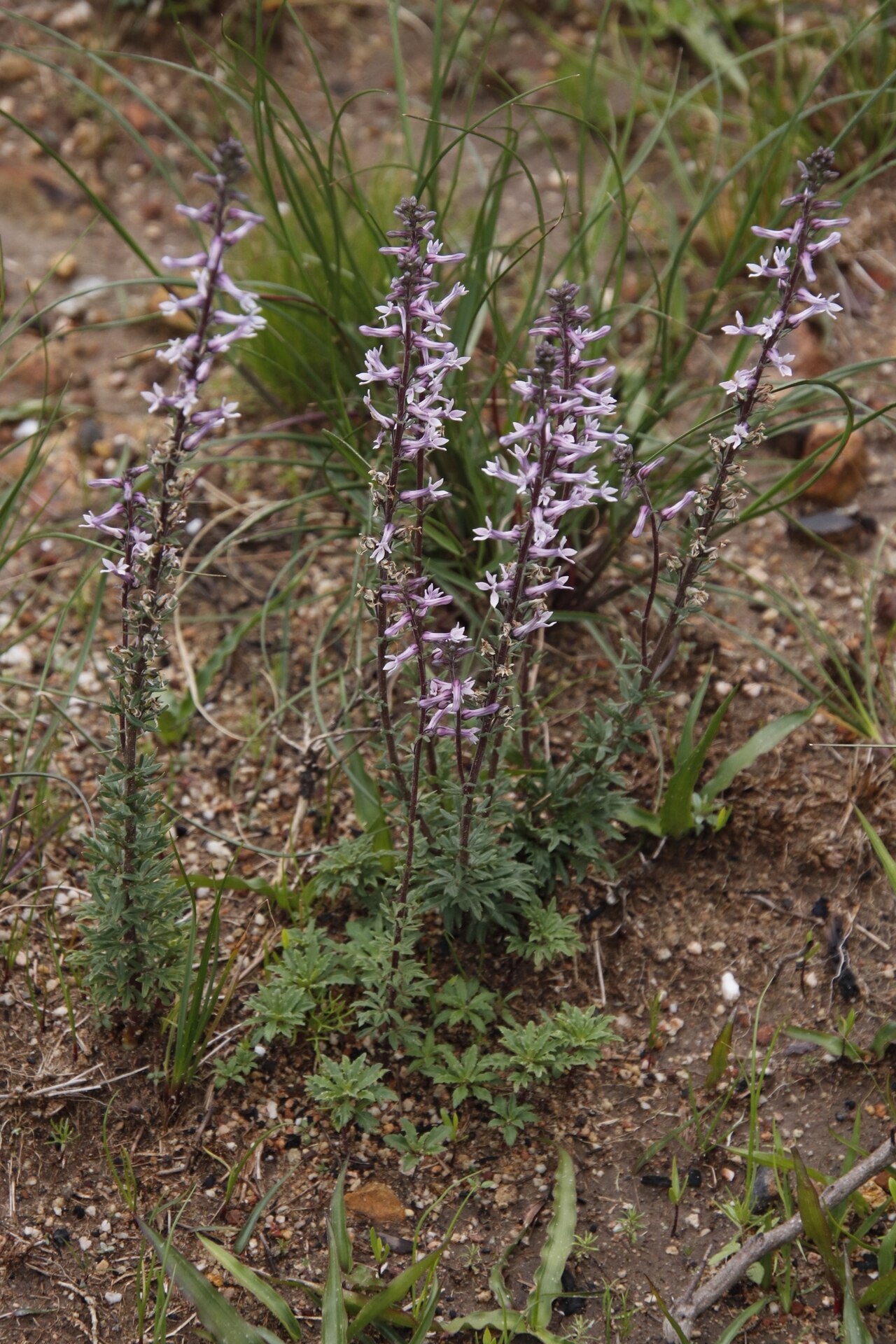 Cyphia bulbosa: Bulb Baroe