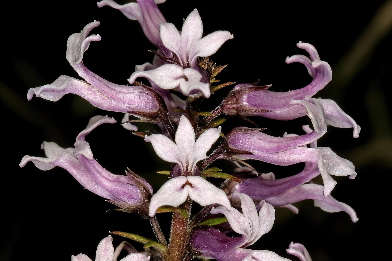 Cyphia bulbosa: Cyphia bulbosa , flowers, in fynbos, Slangkop Nature Reserve, Kommetjie, Western Cape South Africa