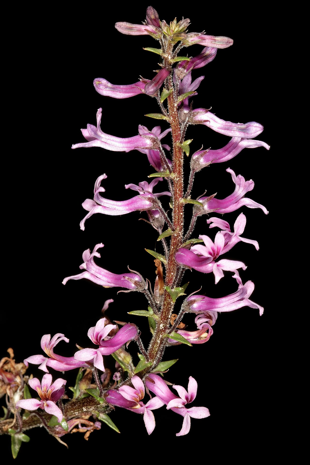 Cyphia bulbosa: Cyphia bulbosa , flowers; Tinie Versfeld Wild Flower Reserve, Darling, Western Cape, South Africa