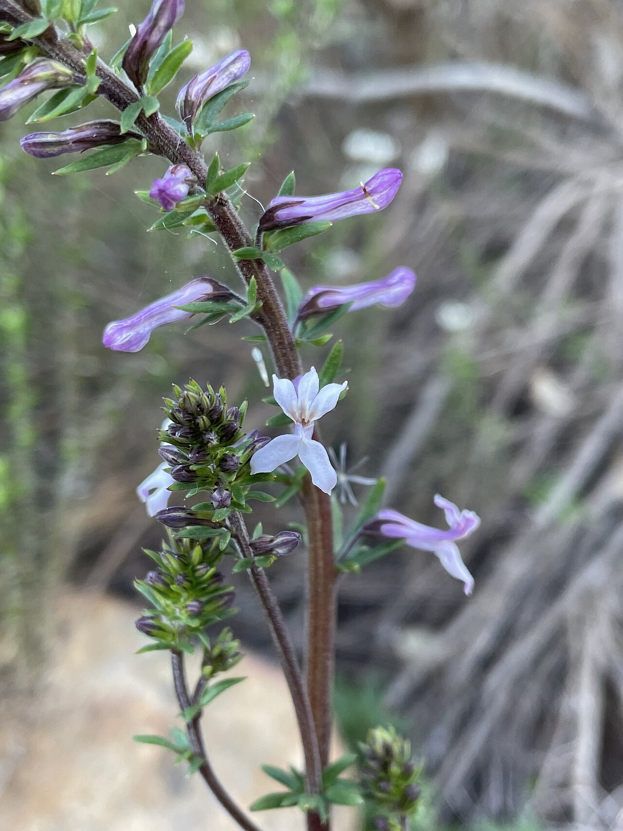 Cyphia bulbosa: Bulb Baroe