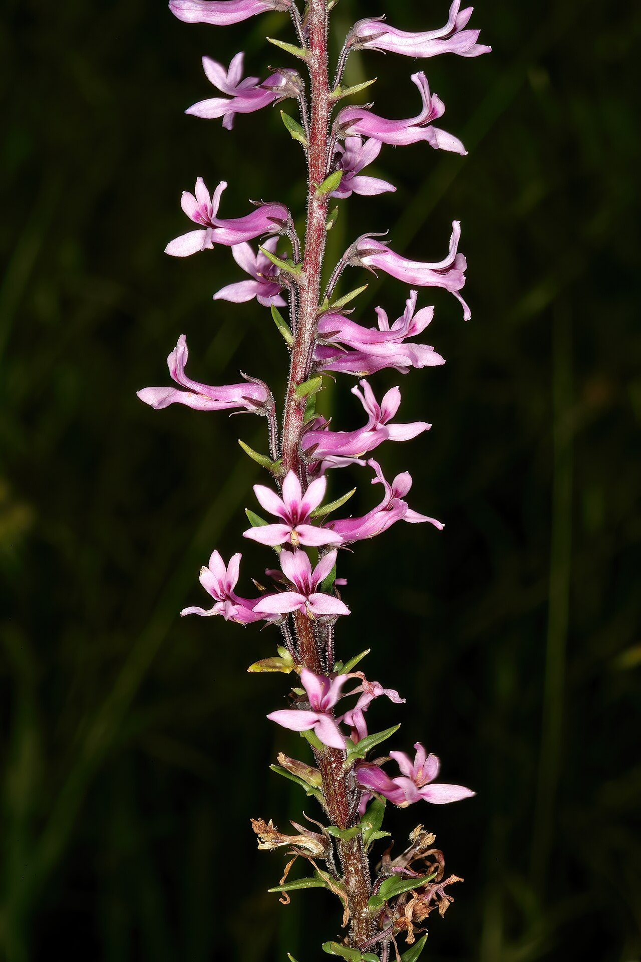 Cyphia bulbosa: Cyphia bulbosa , flowers; Tinie Versfeld Wild Flower Reserve, Darling, Western Cape, South Africa