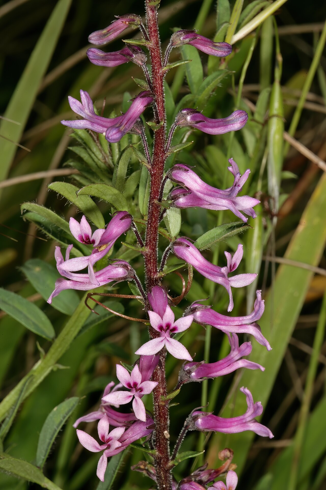 Cyphia bulbosa: Cyphia bulbosa , flowers; Tinie Versfeld Wild Flower Reserve, Darling, Western Cape, South Africa