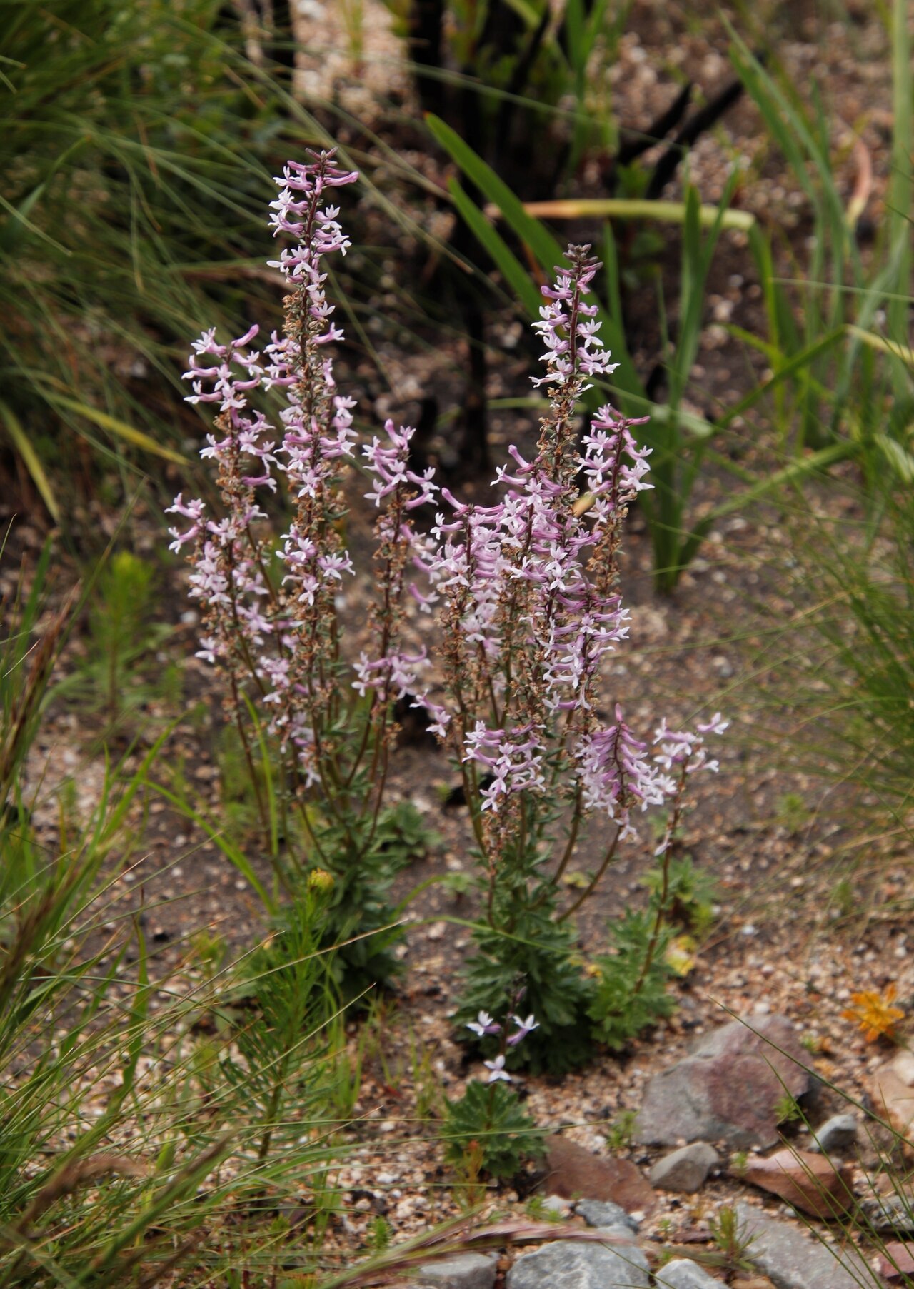 Cyphia bulbosa: Bulb Baroe