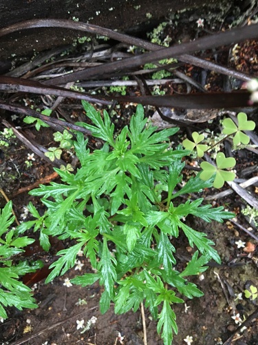 Cyphia bulbosa (Cyphia bulbosa)