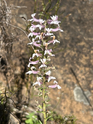 Cyphia bulbosa (Cyphia bulbosa)