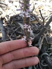 Cyphia bulbosa (Cyphia bulbosa)