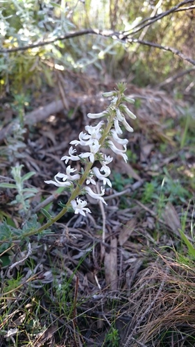 Cyphia bulbosa (Cyphia bulbosa)