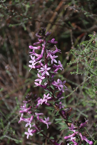 Cyphia bulbosa (Cyphia bulbosa)
