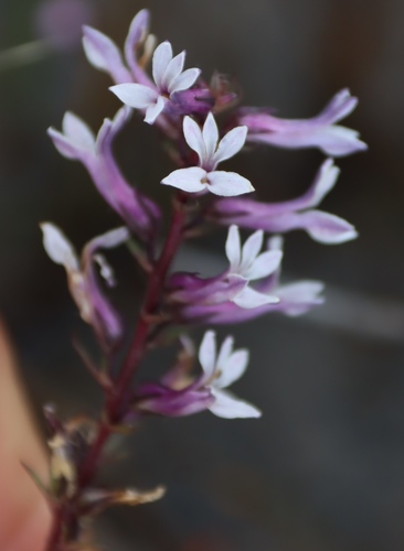 Cyphia bulbosa (Cyphia bulbosa)