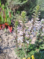 Cyphia bulbosa (Cyphia bulbosa)