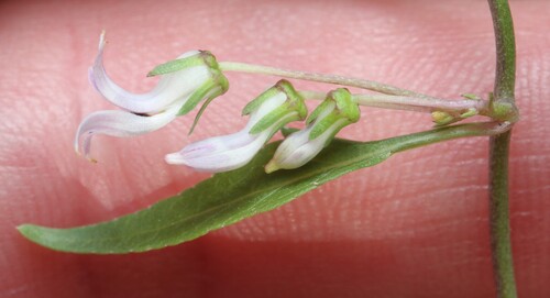 Cyphia crenata (Cyphia crenata)