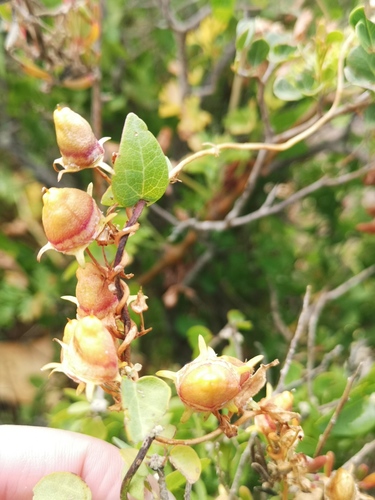 Cyphia crenata (Cyphia crenata)