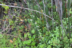Cyphia crenata (Cyphia crenata)