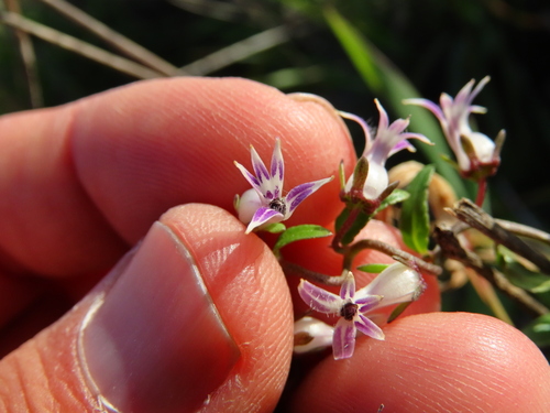 Cyphia crenata (Cyphia crenata)