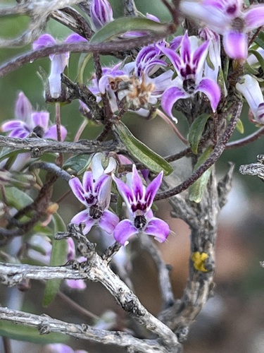 Cyphia crenata (Cyphia crenata)