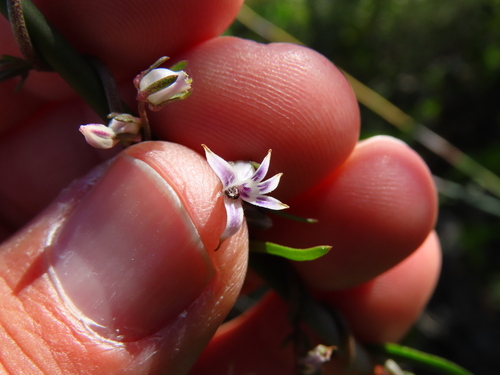 Cyphia crenata (Cyphia crenata)