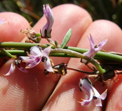 Cyphia crenata (Cyphia crenata)